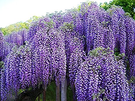 Wisteria High Quality Background on Wallpapers Vista