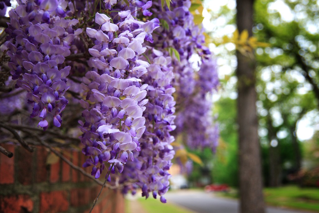 Nice wallpapers Wisteria 1024x683px