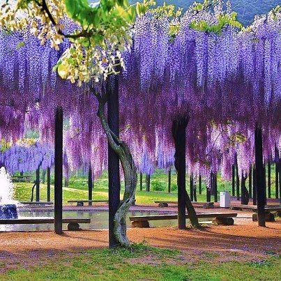 Nice Images Collection: Wisteria Desktop Wallpapers