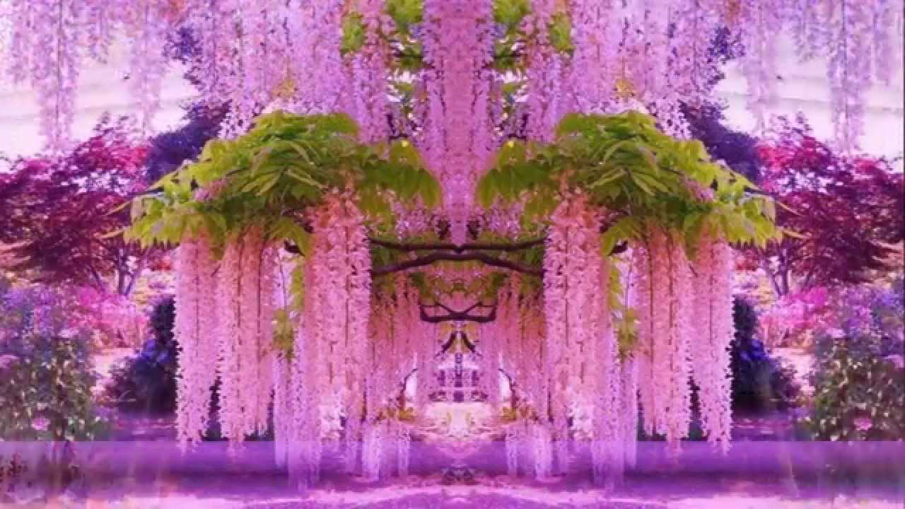 Nice wallpapers Wisteria 1280x720px