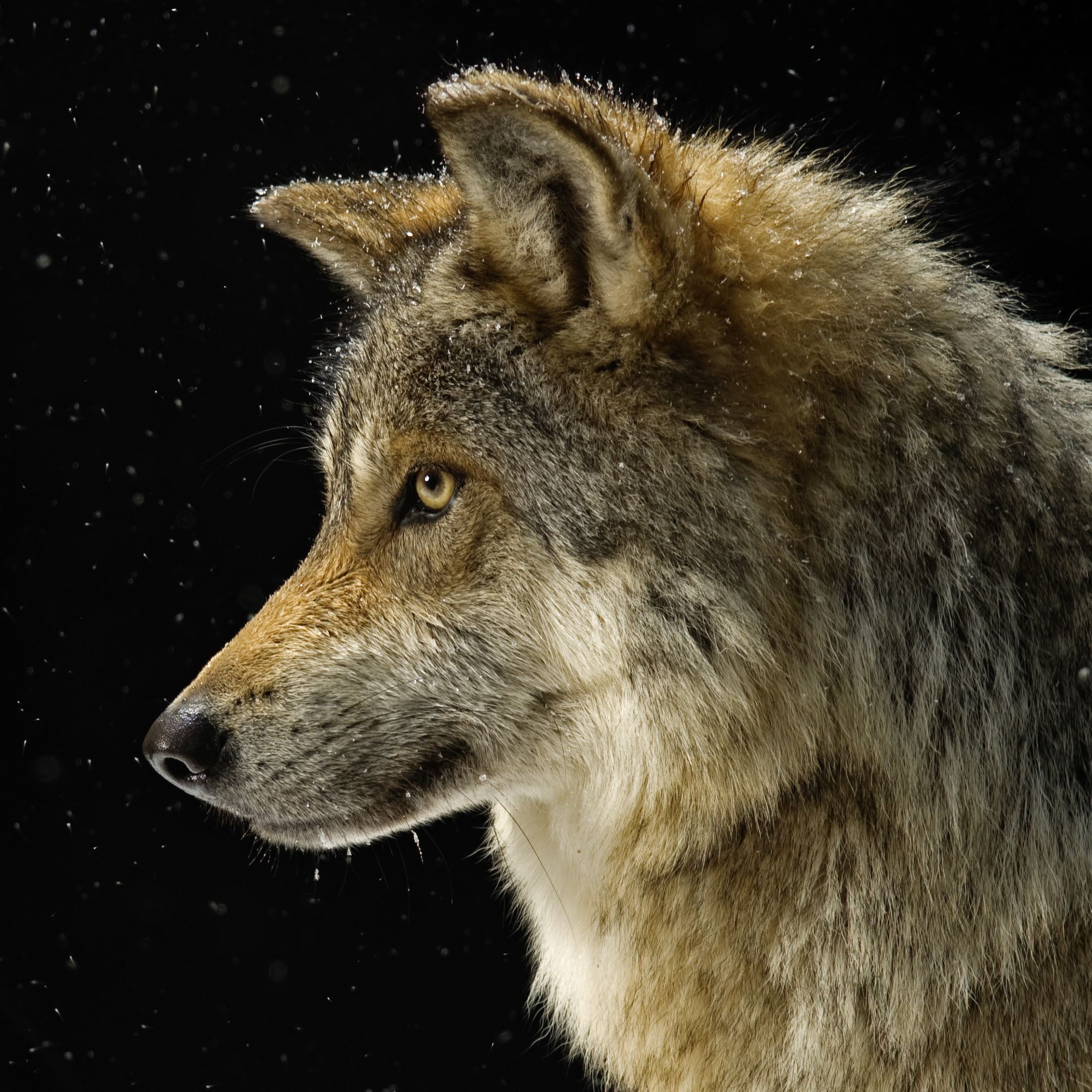 HQ Wolf Wallpapers | File 585.61Kb