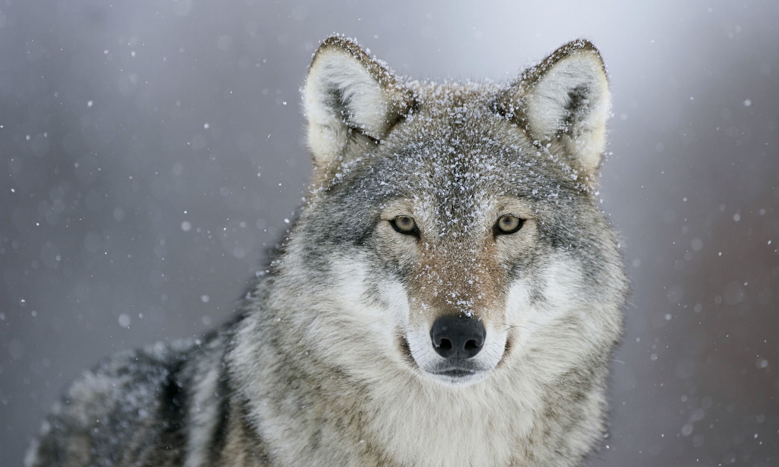 Nice Images Collection: Wolf Desktop Wallpapers