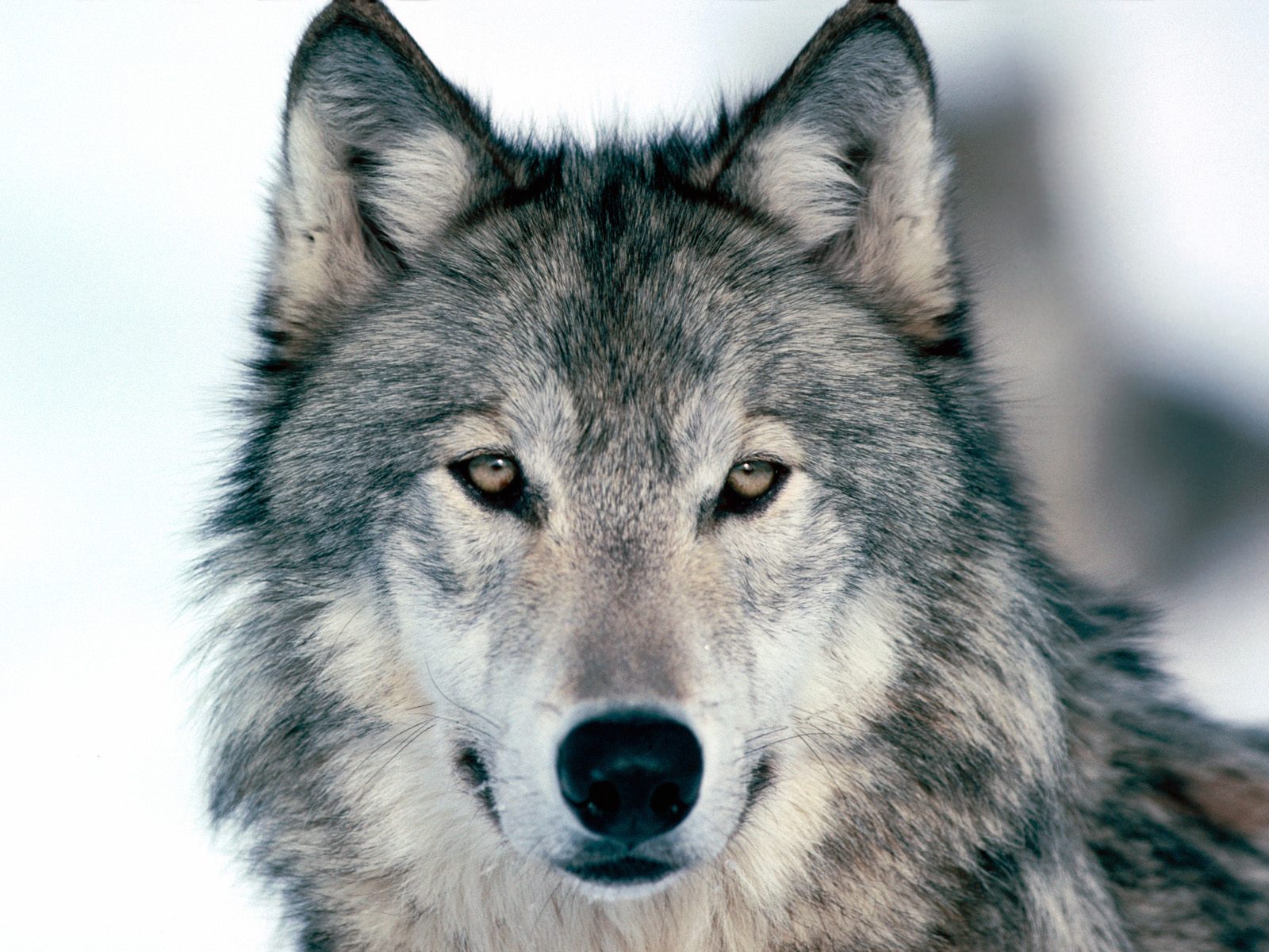 Amazing Wolf Pictures & Backgrounds