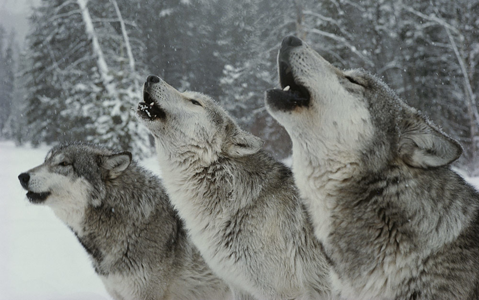 Wolf Pics, Animal Collection