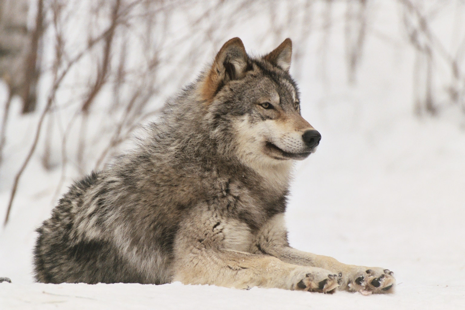Nice Images Collection: Wolf Desktop Wallpapers