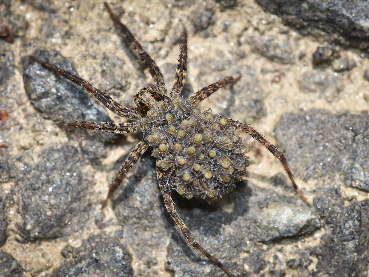 HQ Wolf Spider Wallpapers | File 1028.08Kb