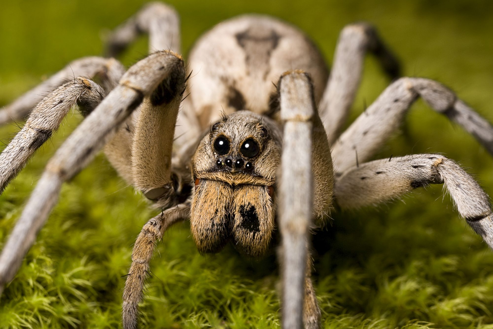 2000x1333 > Wolf Spider Wallpapers