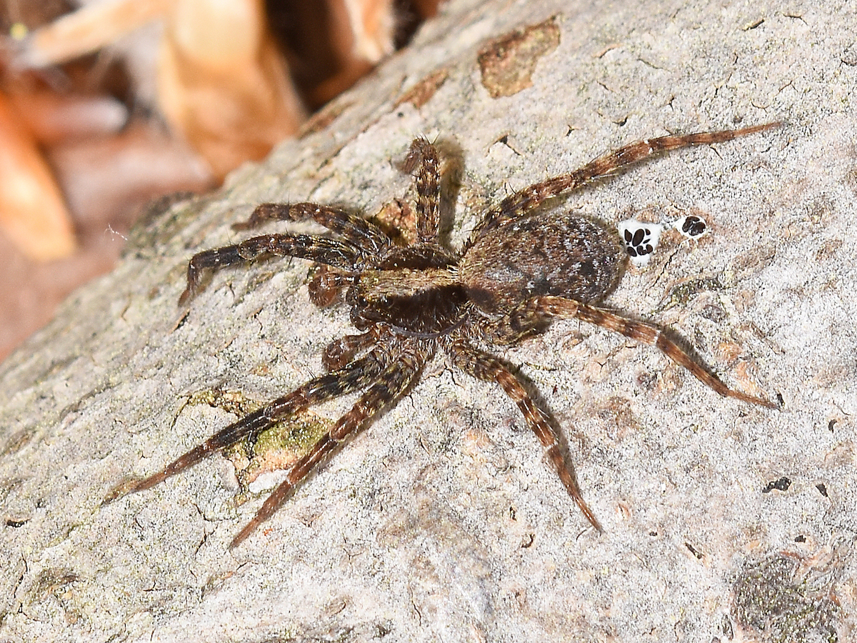 Nice wallpapers Wolf Spider 1200x900px