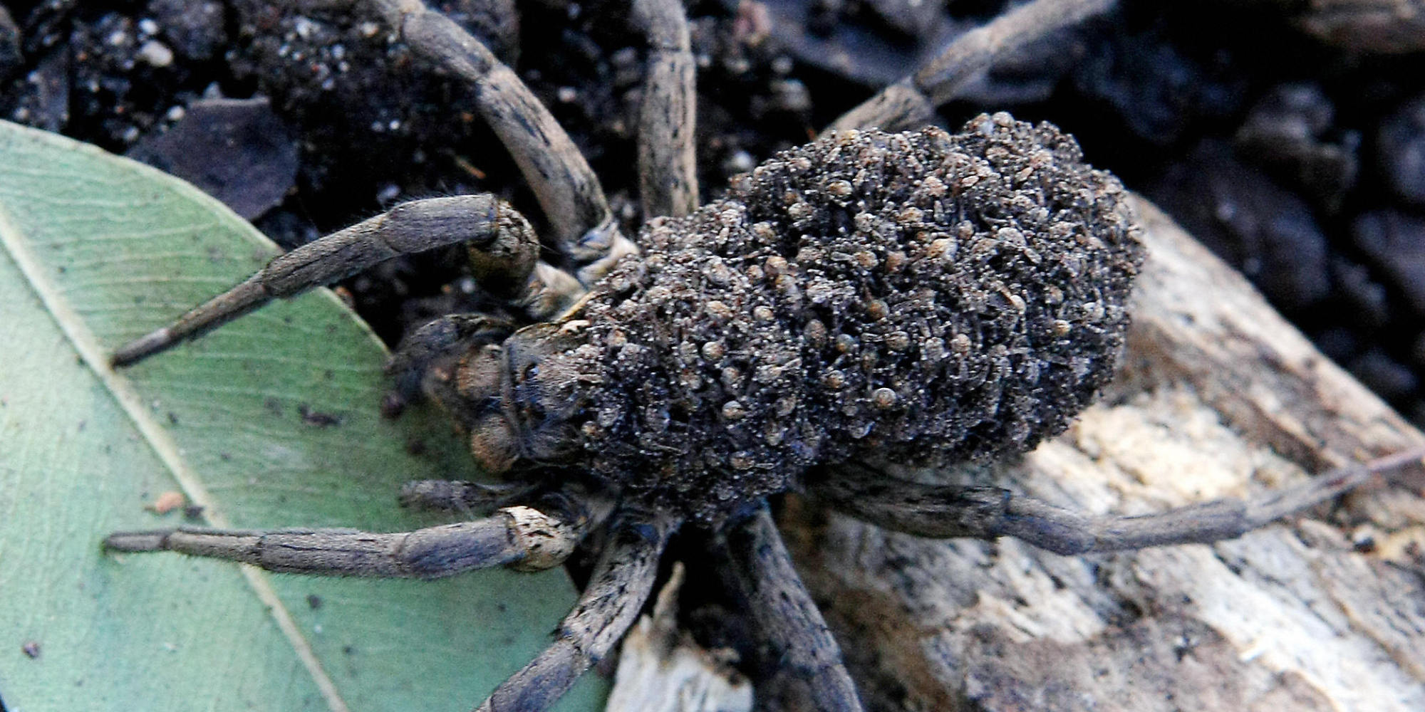 HQ Wolf Spider Wallpapers | File 321.41Kb