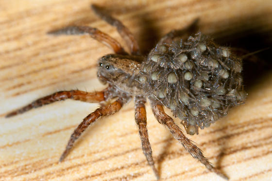 Wolf Spider Pics, Animal Collection