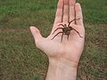 Images of Wolf Spider | 120x90