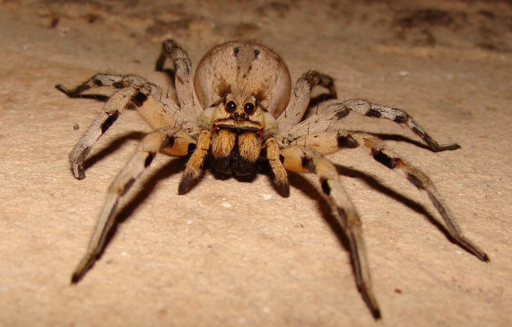 Nice Images Collection: Wolf Spider Desktop Wallpapers