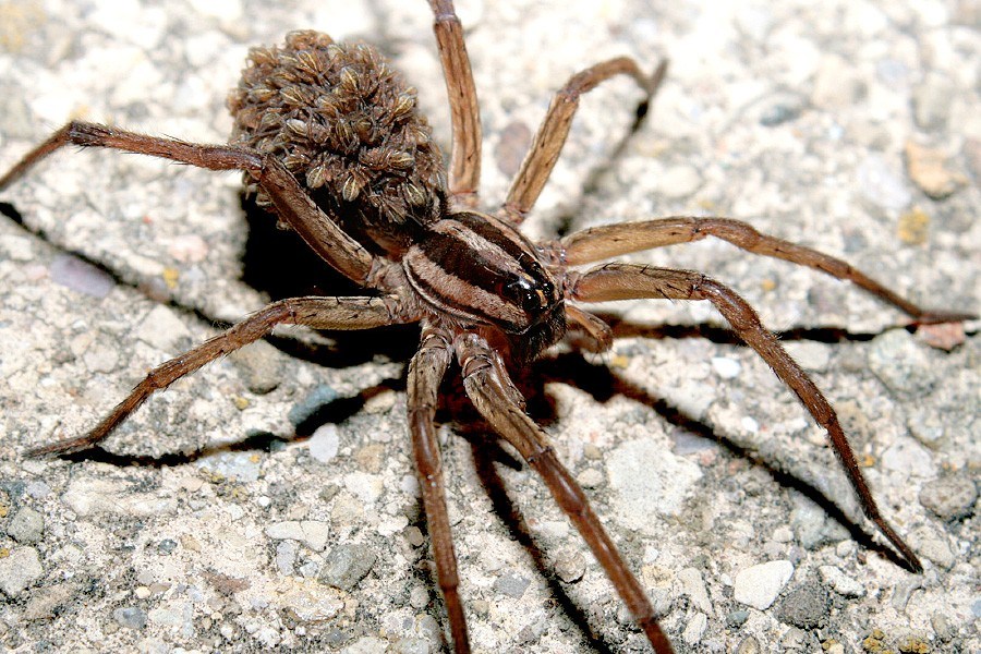 900x600 > Wolf Spider Wallpapers