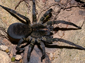HQ Wolf Spider Wallpapers | File 81.89Kb