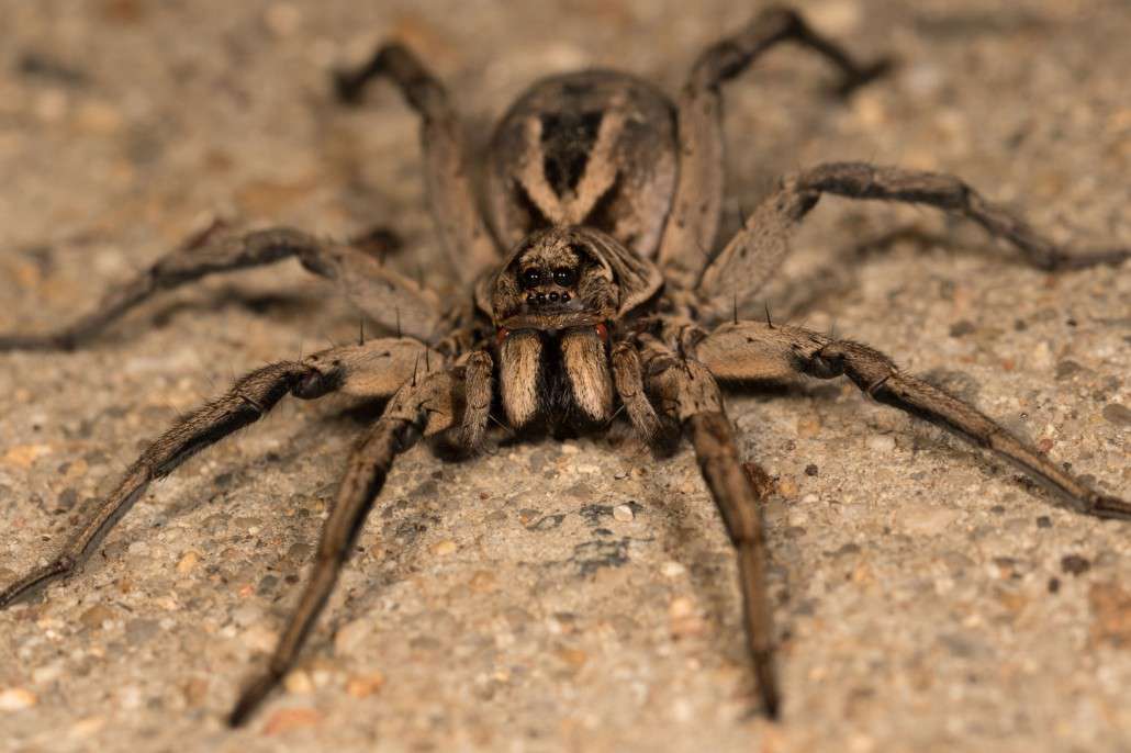 Images of Wolf Spider | 1030x686