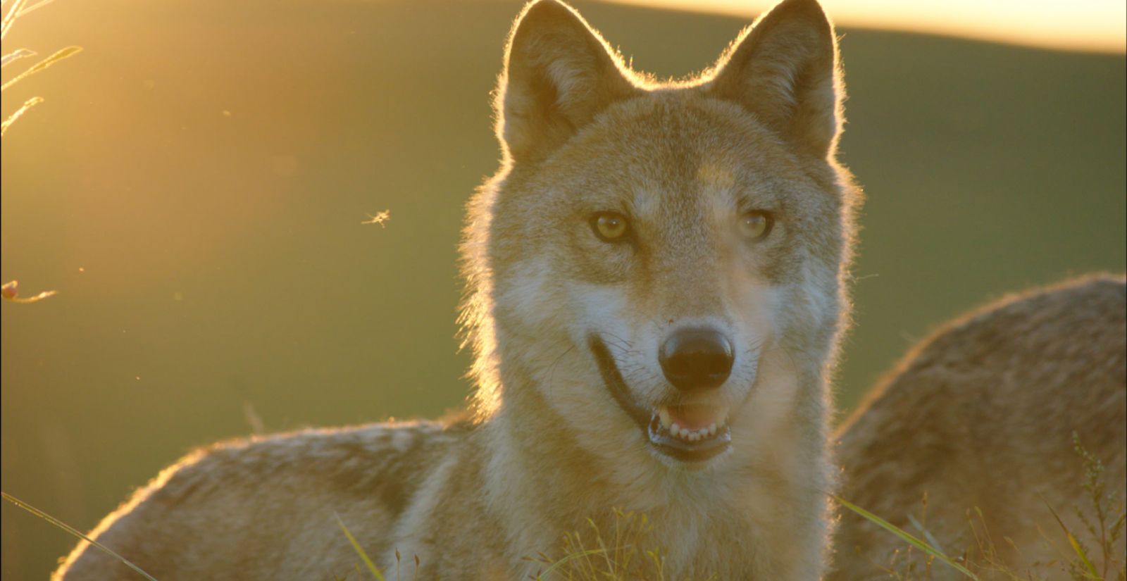 High Resolution Wallpaper | Wolf Totem 1600x825 px