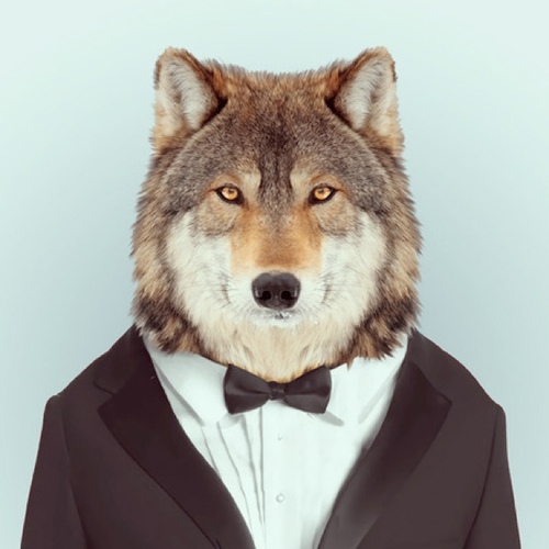 Wolf Backgrounds, Compatible - PC, Mobile, Gadgets| 500x500 px