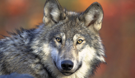 Nice wallpapers Wolf 570x330px