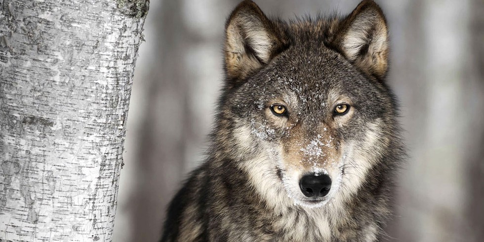 HD Quality Wallpaper | Collection: Animal, 980x490 Wolf