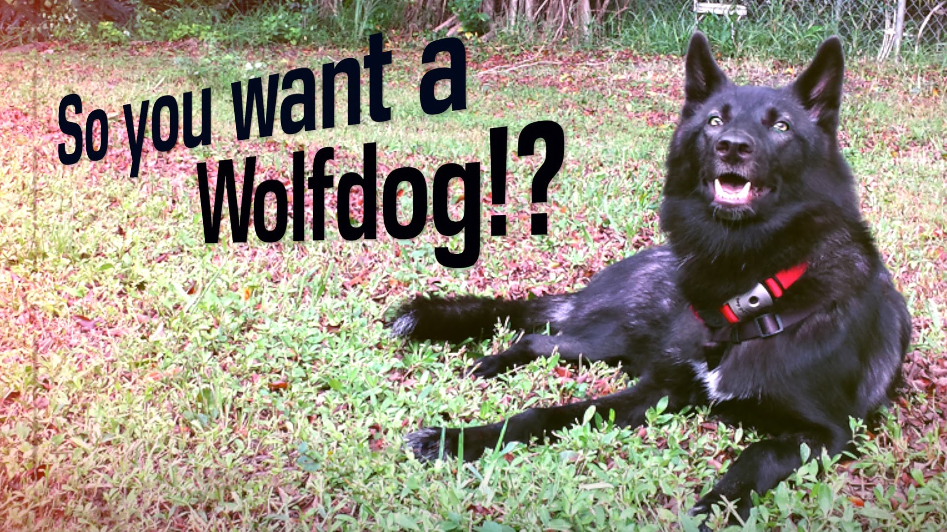 Wolfdog #1