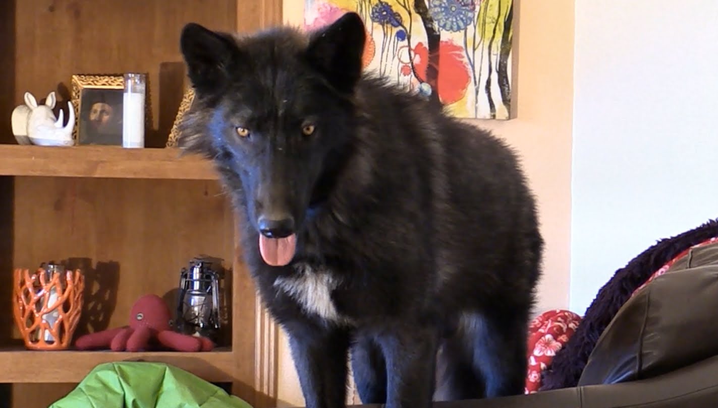 Amazing Wolfdog Pictures & Backgrounds