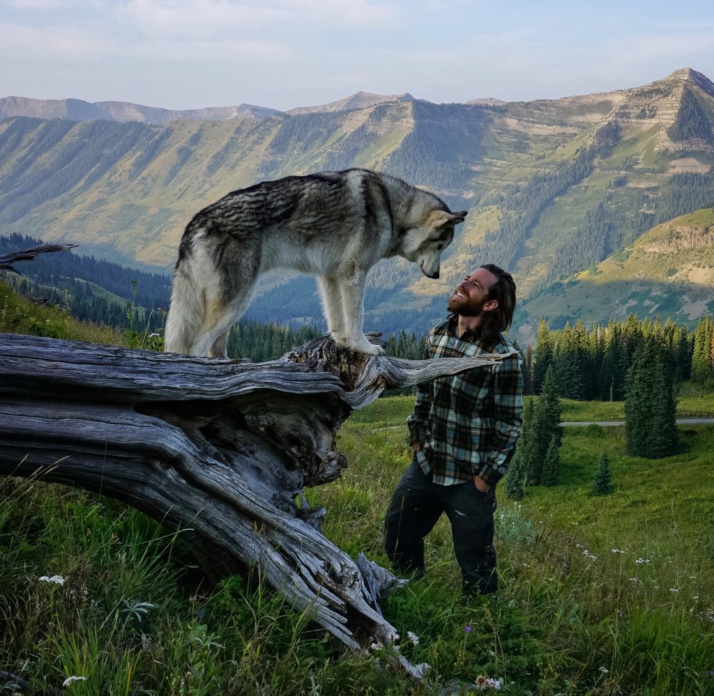Wolfdog wallpapers, Animal, HQ Wolfdog pictures | 4K Wallpapers 2019