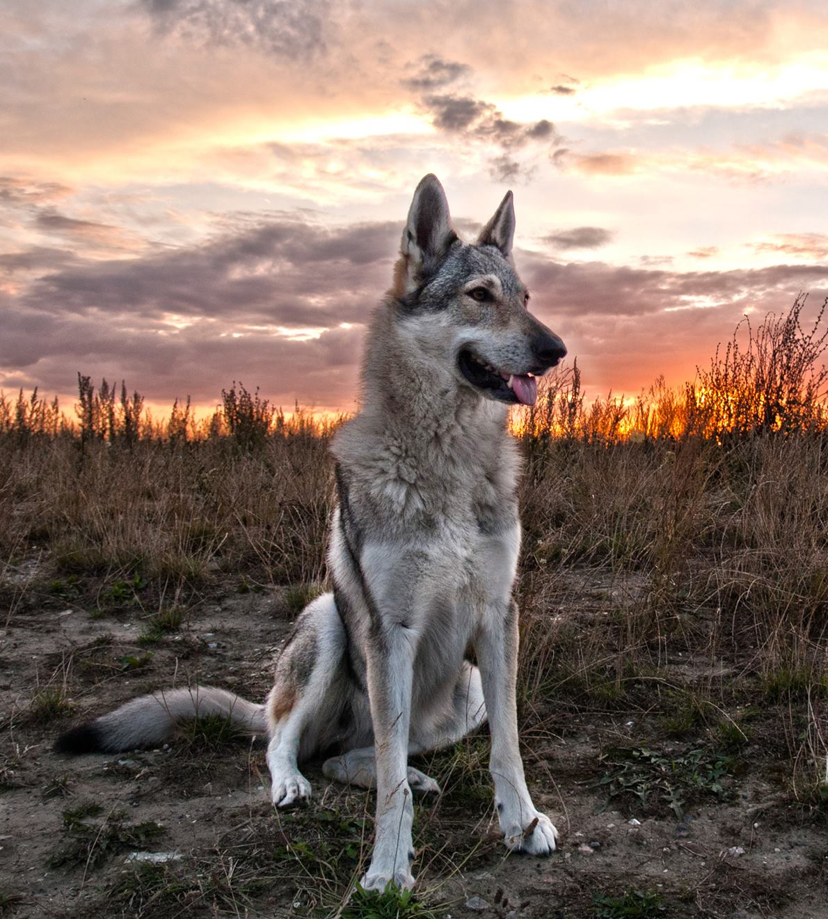 Wolfdog Pics, Animal Collection