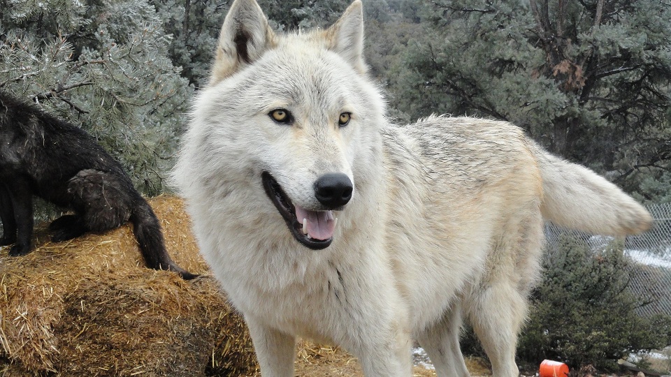 Wolfdog #25