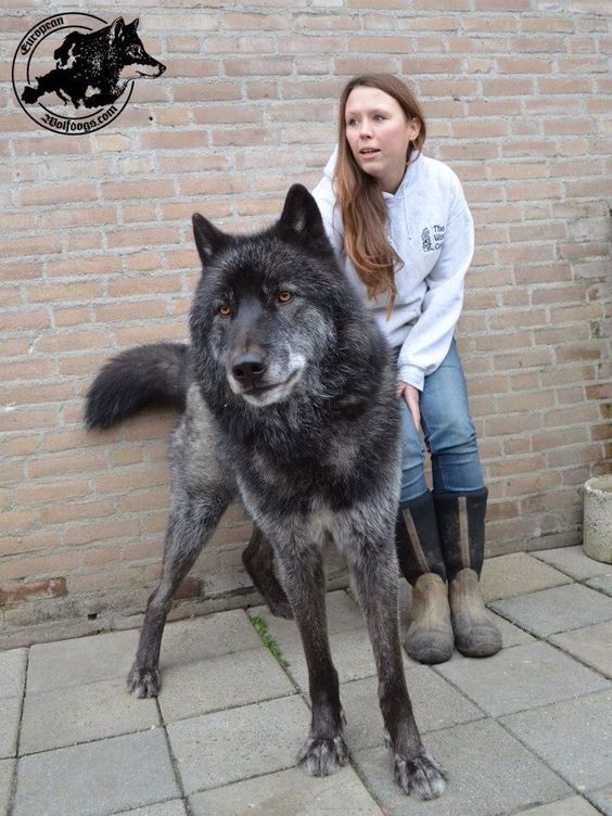 Wolfdog #23