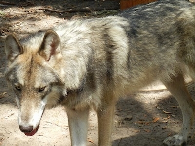 Wolfdog #24