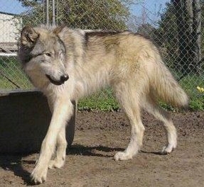 Wolfdog #12