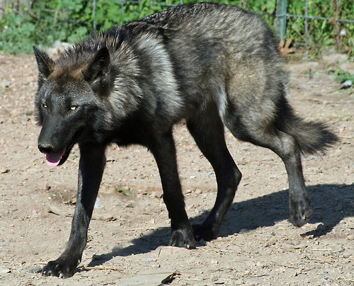 Amazing Wolfdog Pictures & Backgrounds