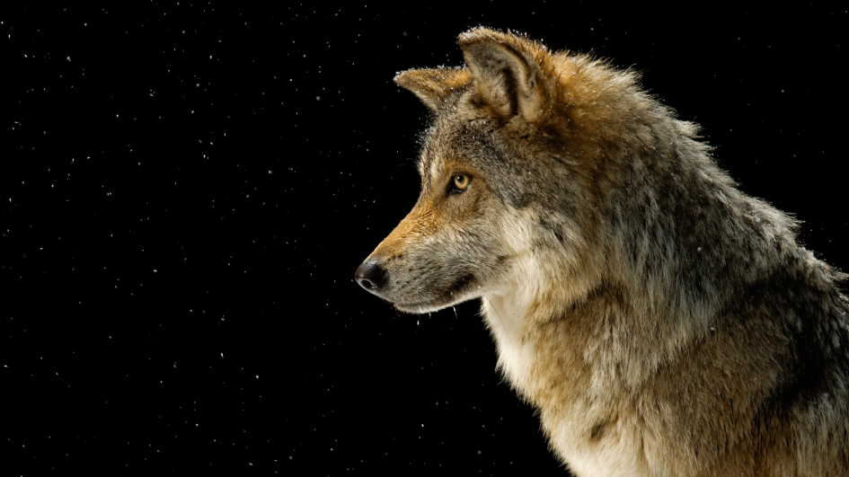 HD Quality Wallpaper | Collection: Movie, 945x531 Wolves
