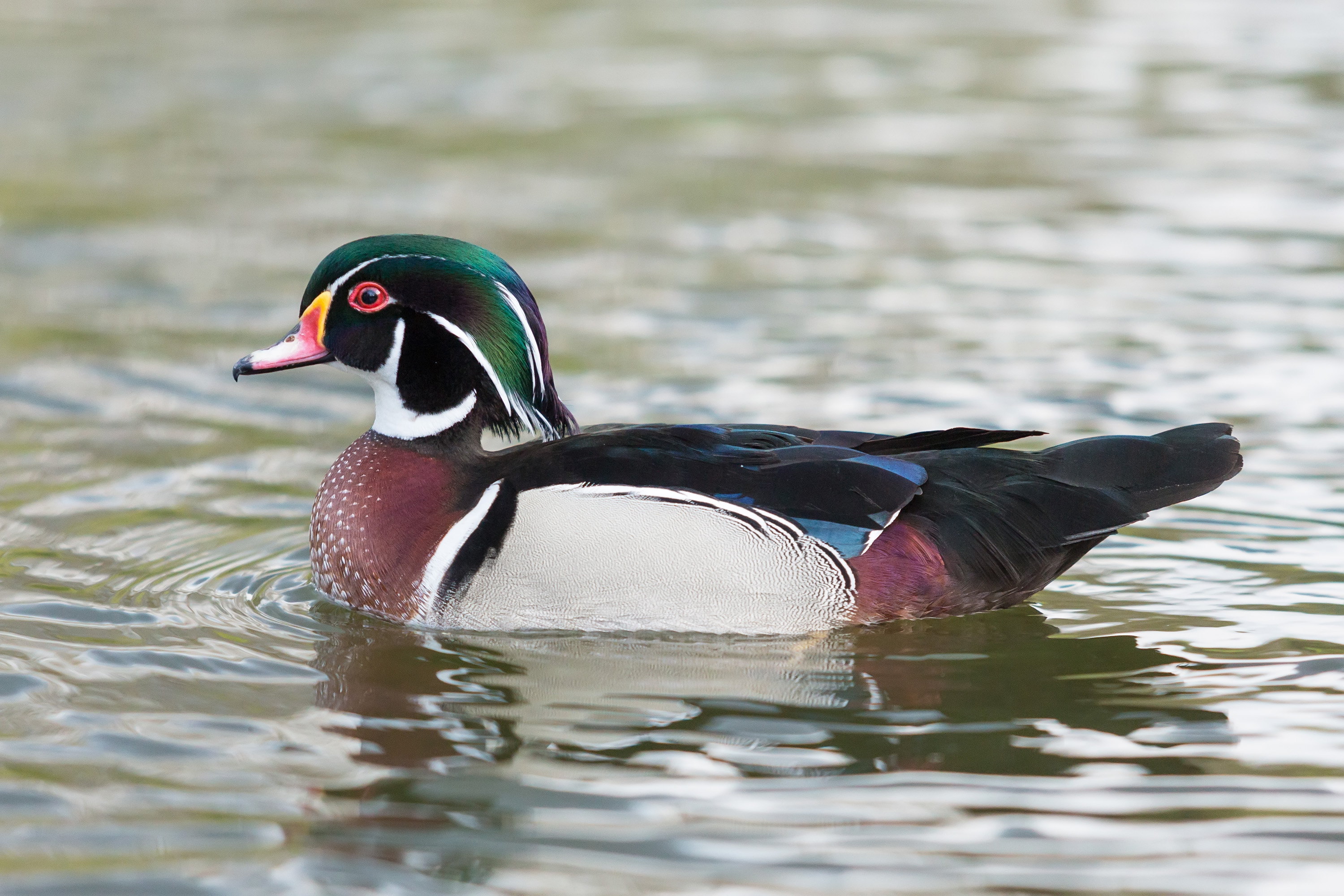 Nice wallpapers Wood Duck 3000x2000px