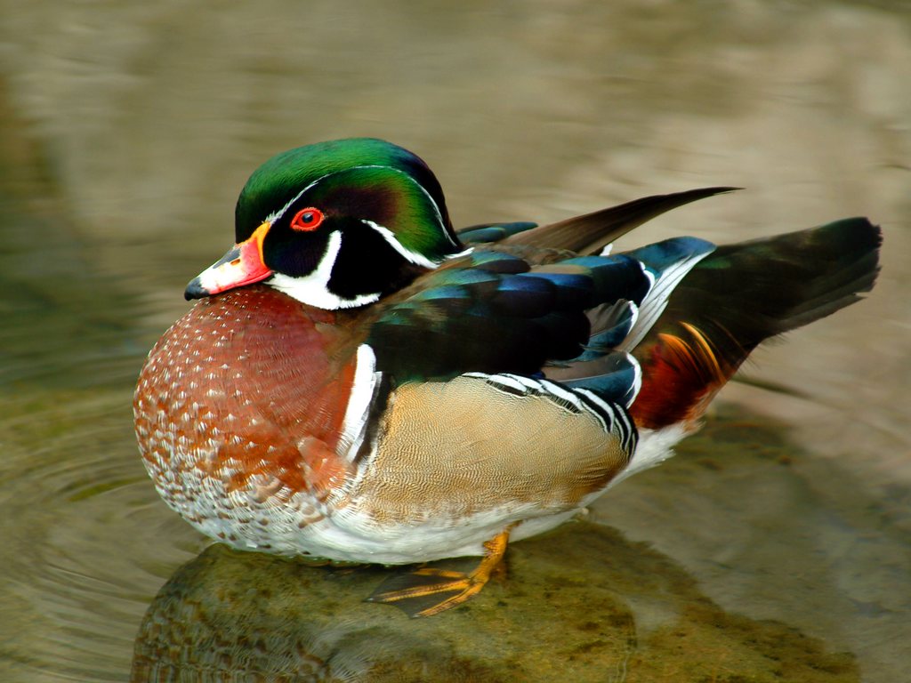 Wood Duck Pics, Animal Collection
