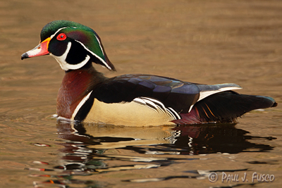 Amazing Wood Duck Pictures & Backgrounds
