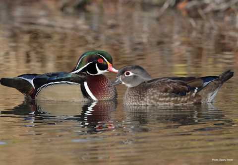 Wood Duck Pics, Animal Collection