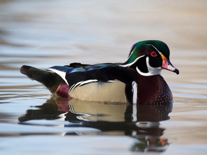 Images of Wood Duck | 712x534