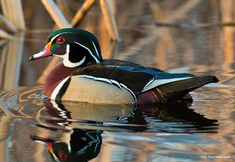 Wood Duck High Quality Background on Wallpapers Vista