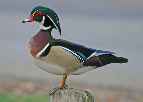 HQ Wood Duck Wallpapers | File 40.05Kb