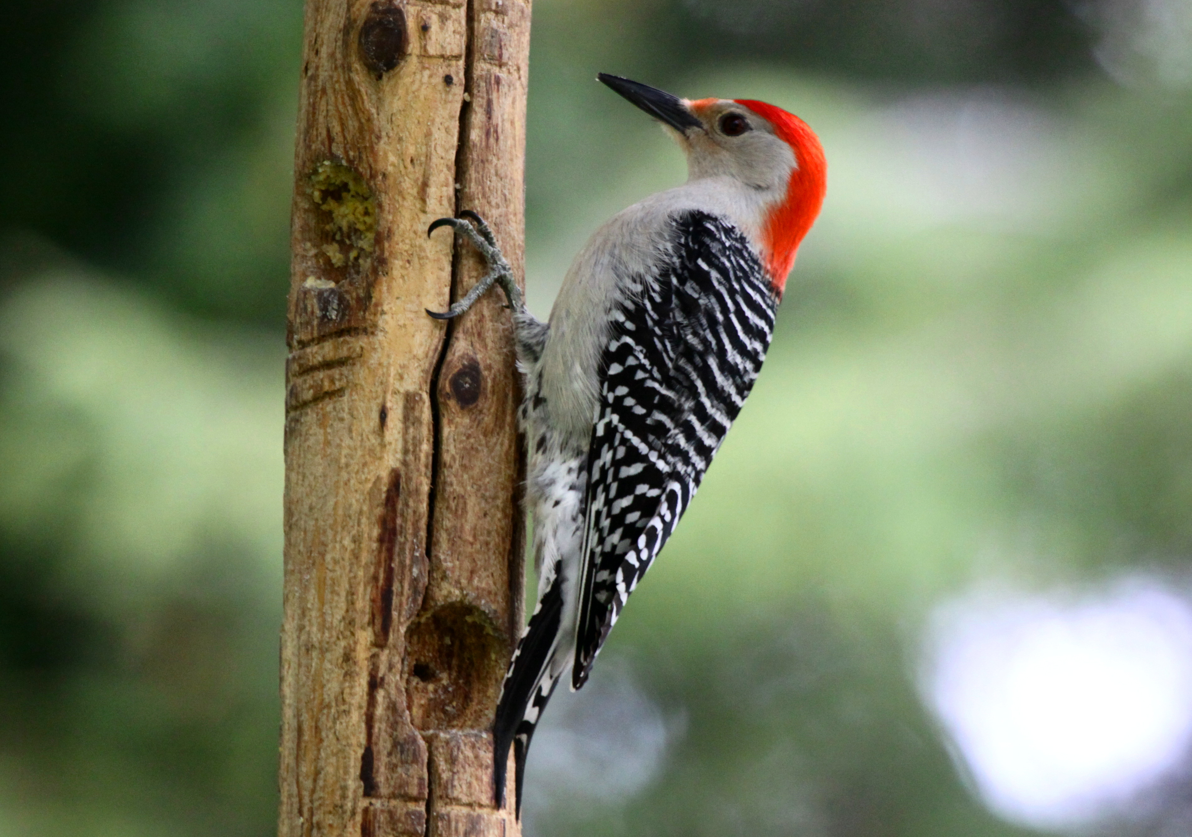 Woodpecker #10