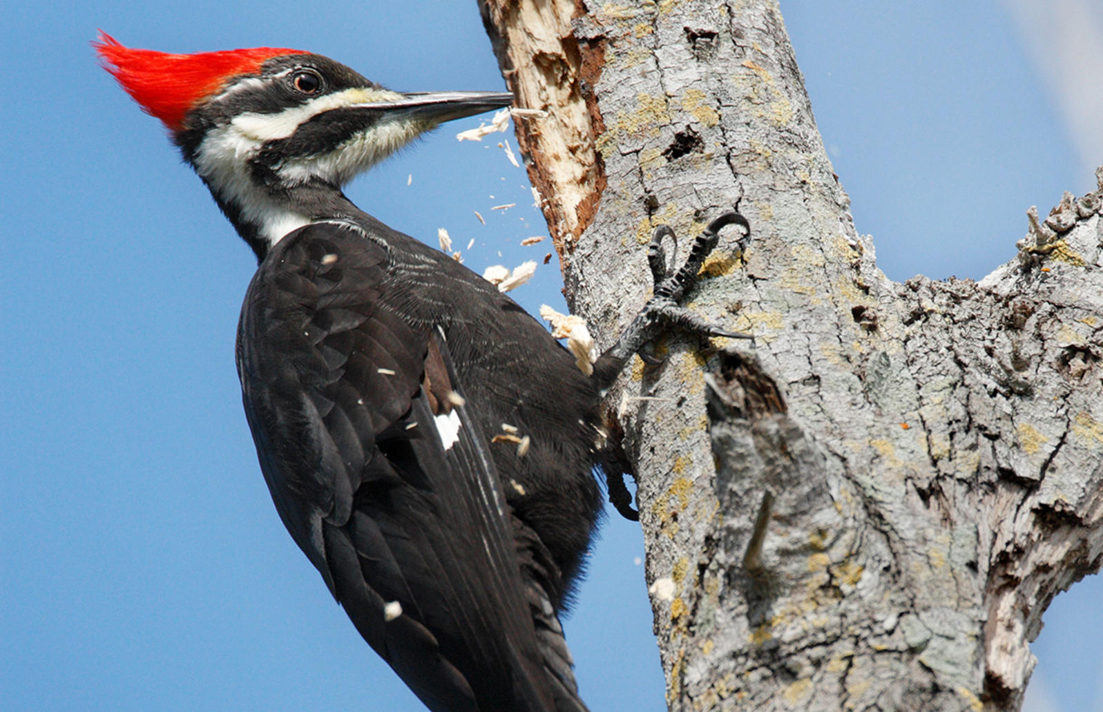 Woodpecker #1
