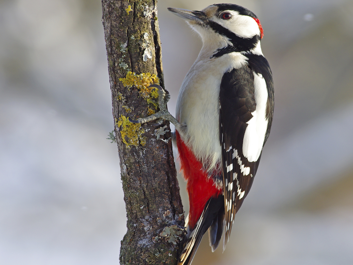 Nice Images Collection: Woodpecker Desktop Wallpapers