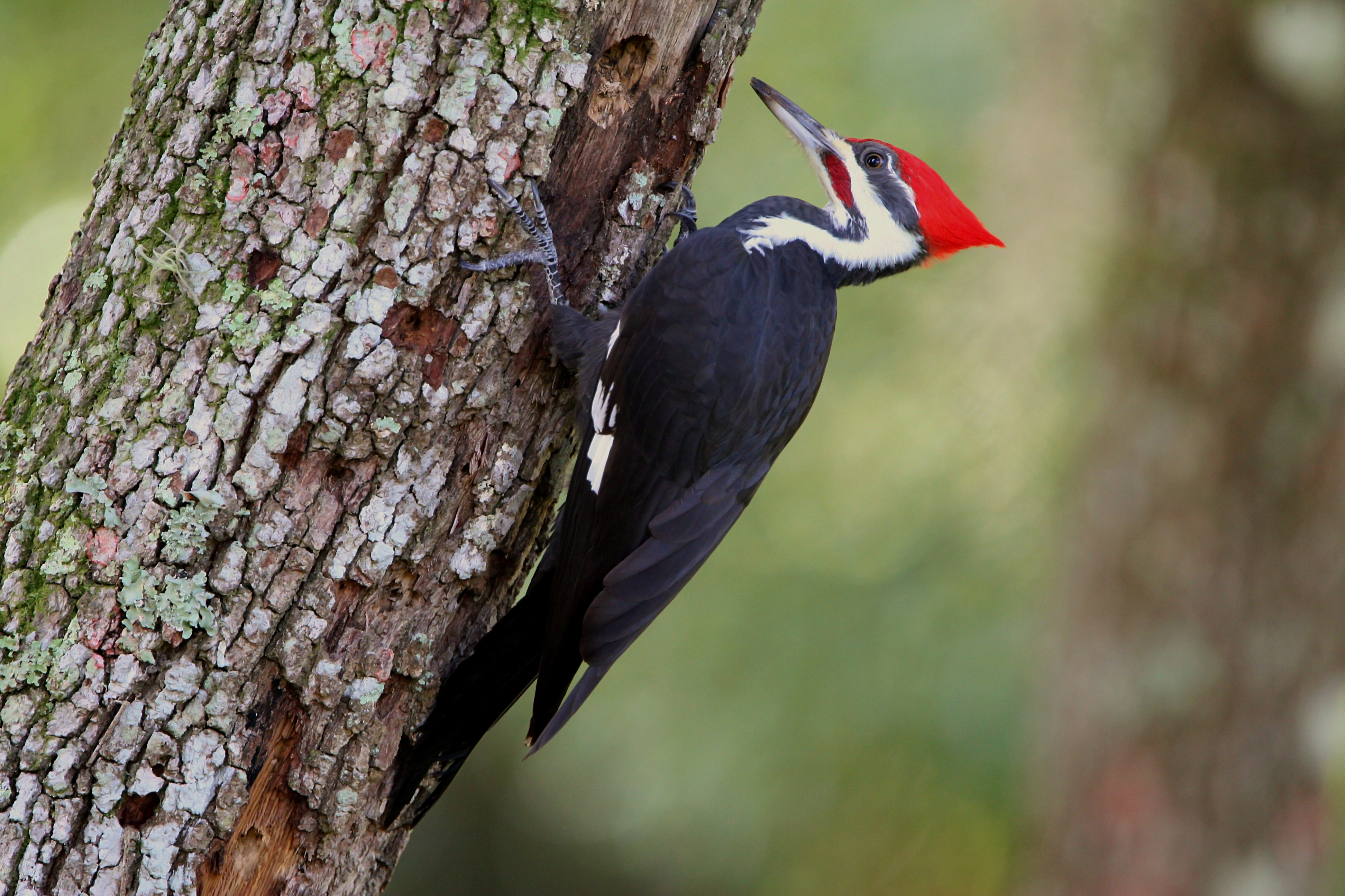 Woodpecker #8