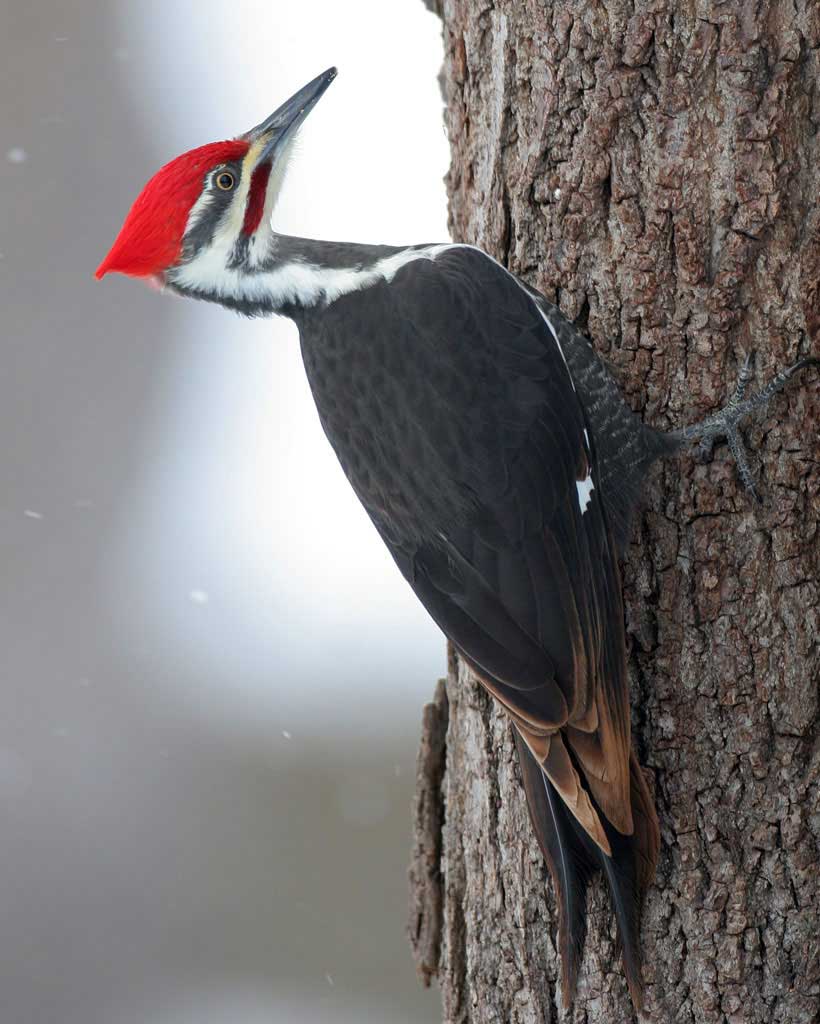 Woodpecker #18