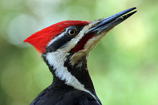 Woodpecker #19
