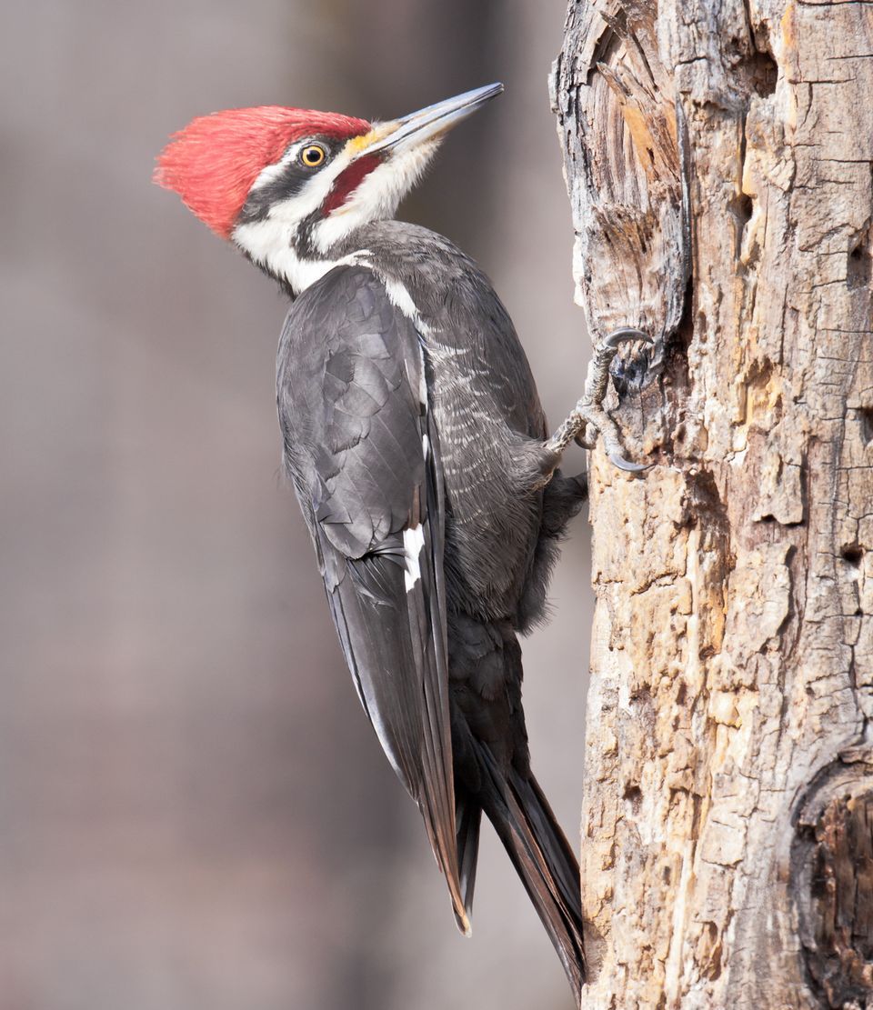 Woodpecker #14