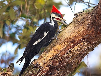 Woodpecker #15