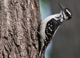 HD Quality Wallpaper | Collection: Animal, 275x200 Woodpecker