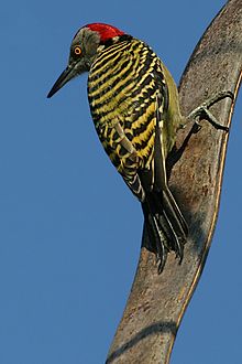Woodpecker #16